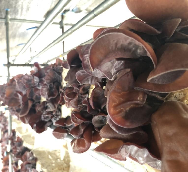 料理に便利な乾燥きのこセット				