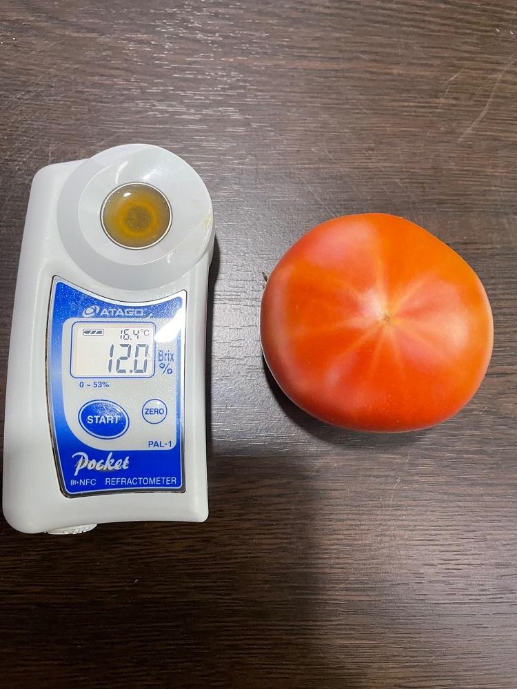 【数量・季節限定2026年2月から5月収穫・発送】那須の五峰美トマト（糖度8度以上、約2kg）