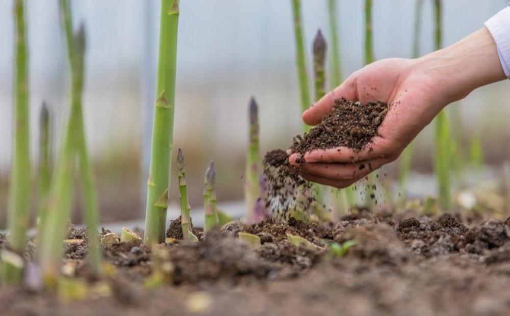 【先行予約】 天空のアスパラガス 「Luxury」1ｋｇ 【２０２６年４～５月頃発送】