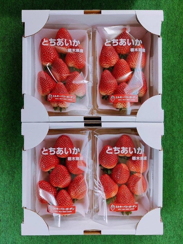 【朝採り・農園直送（3月~5月収穫・冷蔵で発送）】栃木県産とちあいか（大粒290ｇ×2パック）×2箱