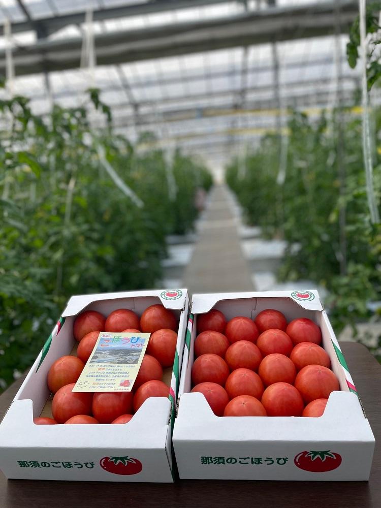 【数量・季節限定2026年2月から5月収穫・発送】那須の五峰美トマト（糖度8度以上、約2kg）