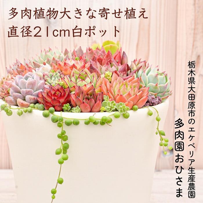 多肉植物】大きな寄せ植え直径21cm白ポット: 大田原市ANAのふるさと