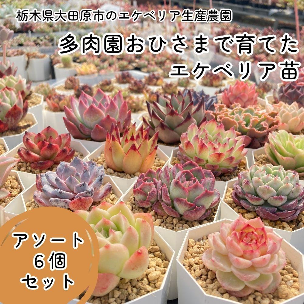 【多肉植物】エケベリア苗アソート6個セット