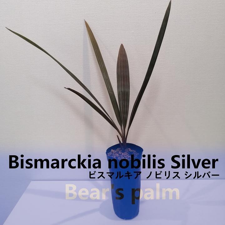 ビスマルキアノビリスシルバー　ビスマルキア 種子]ビスマルキア ノビリス シルバー Bismarckia nobilis 'Silver