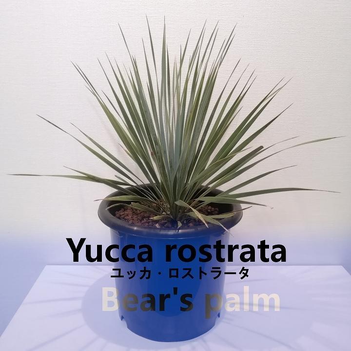 ユッカ・ロストラータ　Yucca rostrata_栃木県大田原市生産品_Bear‘s palm