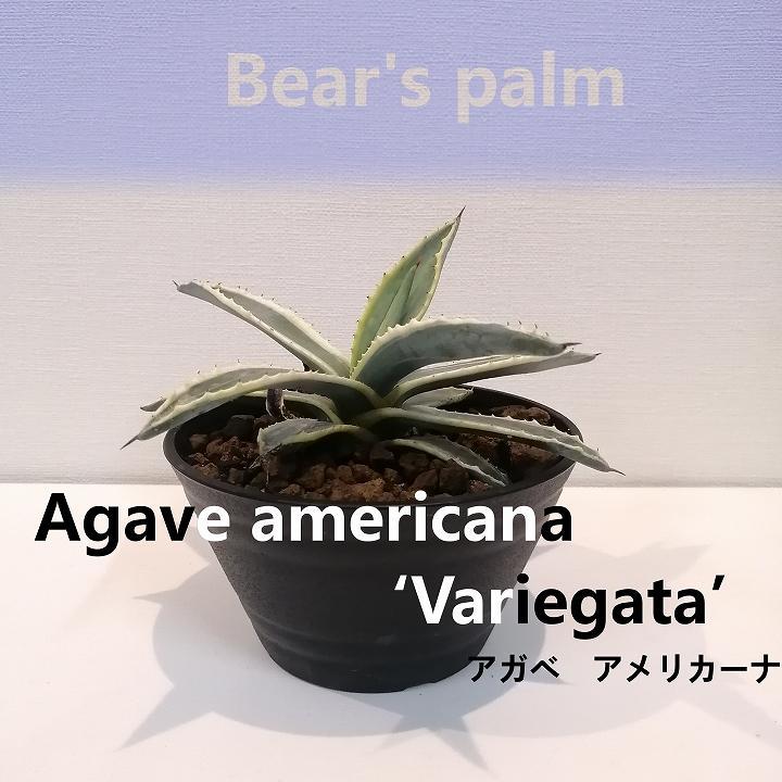 アガベアメリカーナ　Agave americana Variegata_栃木県大田原市生産品_Bear‘s palm