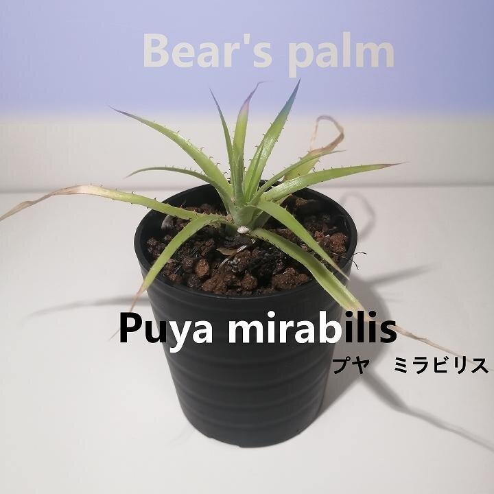 プヤ・ミラビリス Puya mirabilis_栃木県大田原市生産品_Bear's palm: 大田原市ANAのふるさと納税