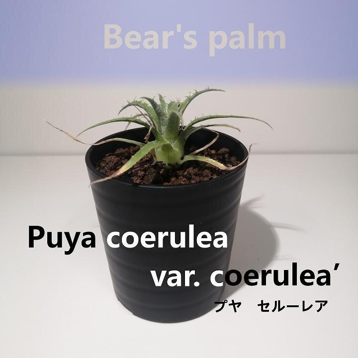 プヤ・セルーレア　puya coerulea var. coerulea_栃木県大田原市生産品_Bear‘s palm