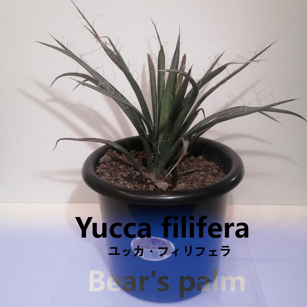 ユッカフィリフェラ Yucca filifera_栃木県大田原市生産品_Bear's palm: 大田原市ANAのふるさと納税