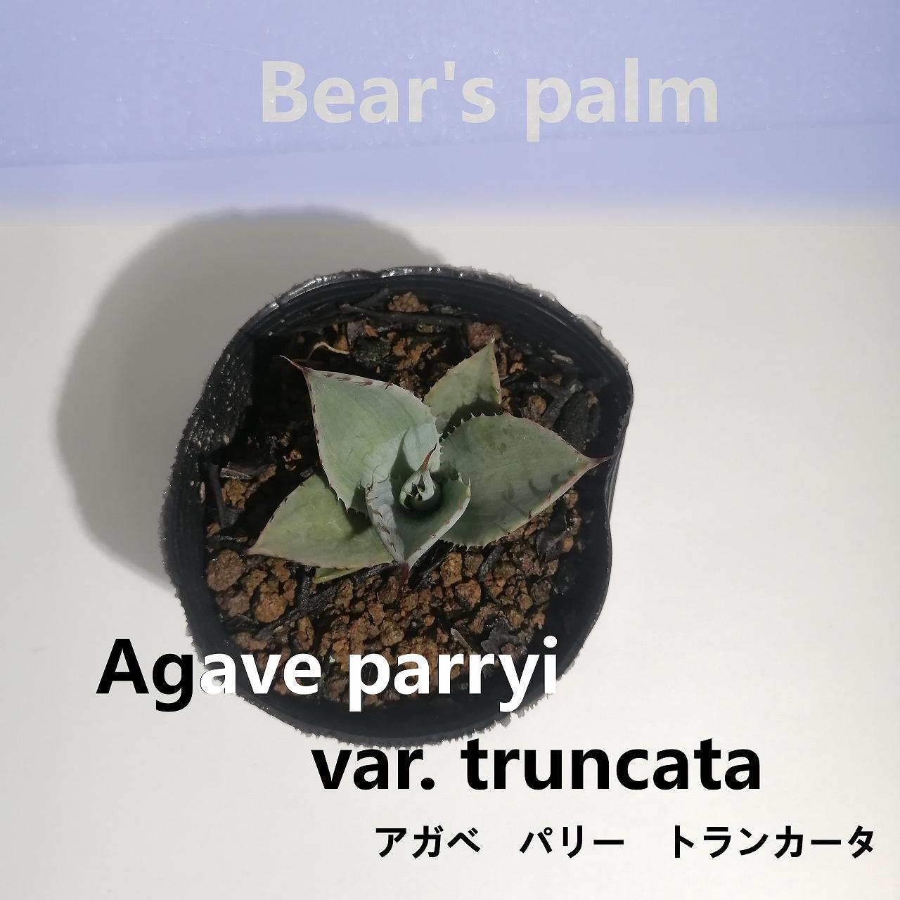 アガベパリートランカータ　Agave parryi var. truncata_栃木県大田原市生産品_Bear‘s palm