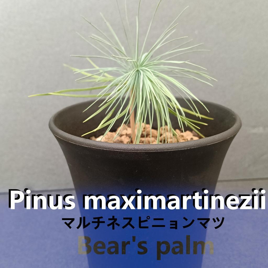 マルチネスピニョンマツ　Pinus maximartinezii _栃木県大田原市生産品_Bear‘s palm