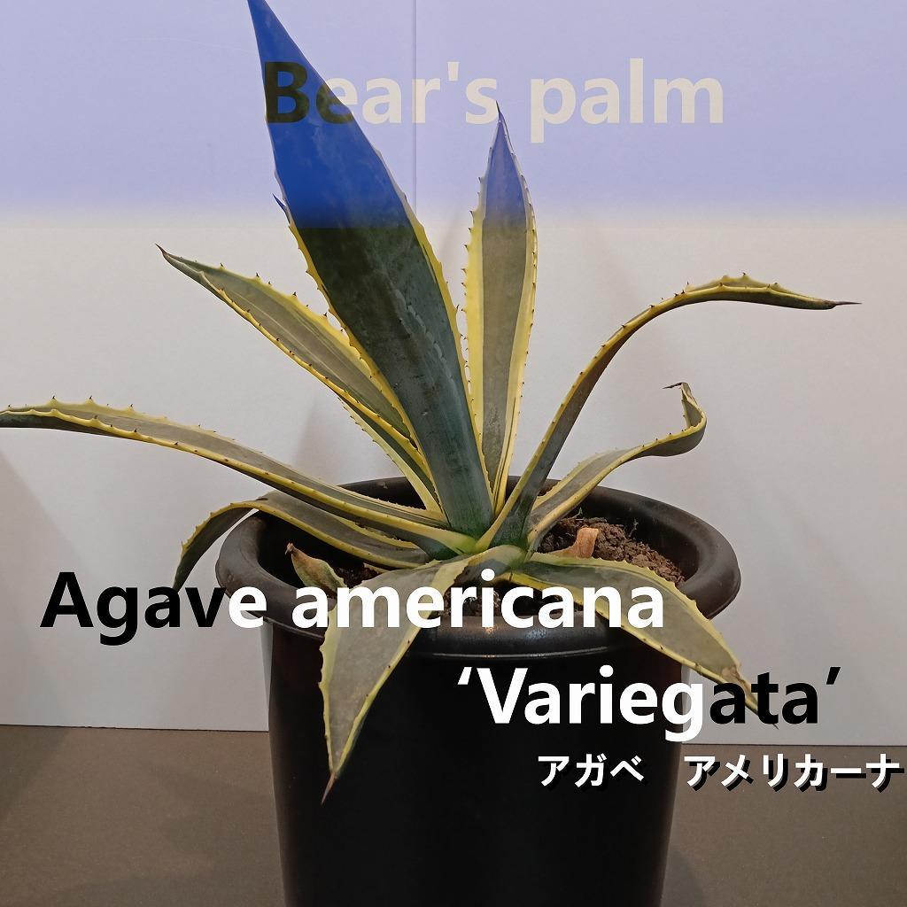 アガベアメリカーナ大株　Agave americana Variegata_栃木県大田原市生産品_Bear‘s palm