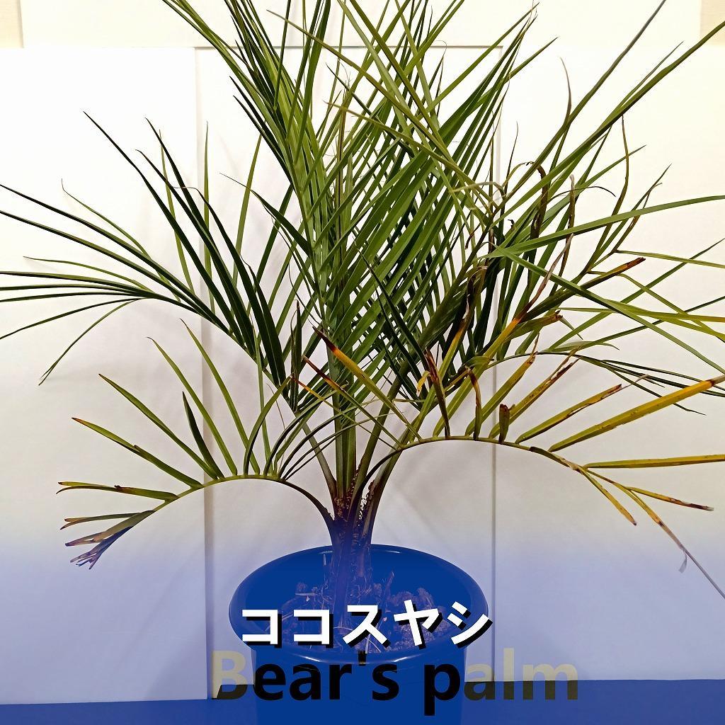 ココスヤシ大株_栃木県大田原市生産品_Bear‘s palm