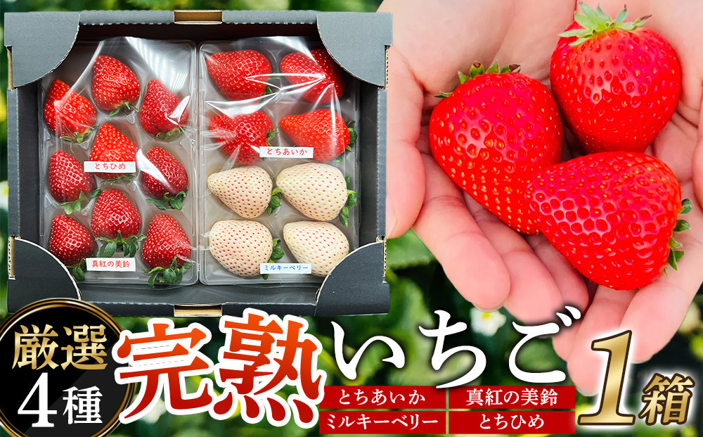 【先行予約受付】≪2027年1月発送≫【数量限定】黒箱 厳選4種の完熟いちご1箱セット ｜果物 いちご 朝取り 新鮮 ハート フルーツ デザート ストロベリー デザート スイーツ 苺 イチゴ 大田原市 栃木県