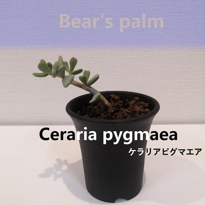 ケラリアピグマエア挿し木 Ceraria pygmaea_栃木県大田原市生産品_Bear