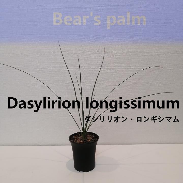 ダシリリオン・ロンギシマム　Dasylirion longissimum_栃木県大田原市生産品_Bear‘s palm