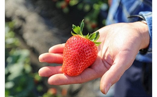 [先行予約] [4ヶ月連続定期便] とちおとめ定期便 (毎月お届け 計4回) 澳原いちご農園 | いちご イチゴ 苺 とちおとめ フルーツ 果物 産地直送 栃木県産 期間限定 数量限定