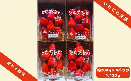 とちおとめ 1120g [2025年12月初旬より順次発送予定] 朝獲れ新鮮 秘密にしたい美味しさ｜いちご イチゴ 苺 フルーツ 果物 産地直送 先行予約 栃木県産 