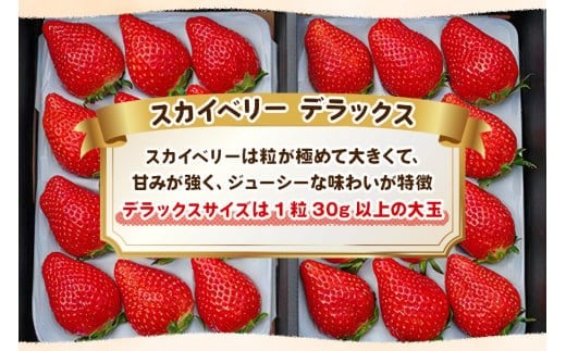 【先行予約】完熟朝摘みスカイベリー デラックス 800g 澳原いちご農園 | イチゴ 苺 果物 果実 スイーツ 産地直送 