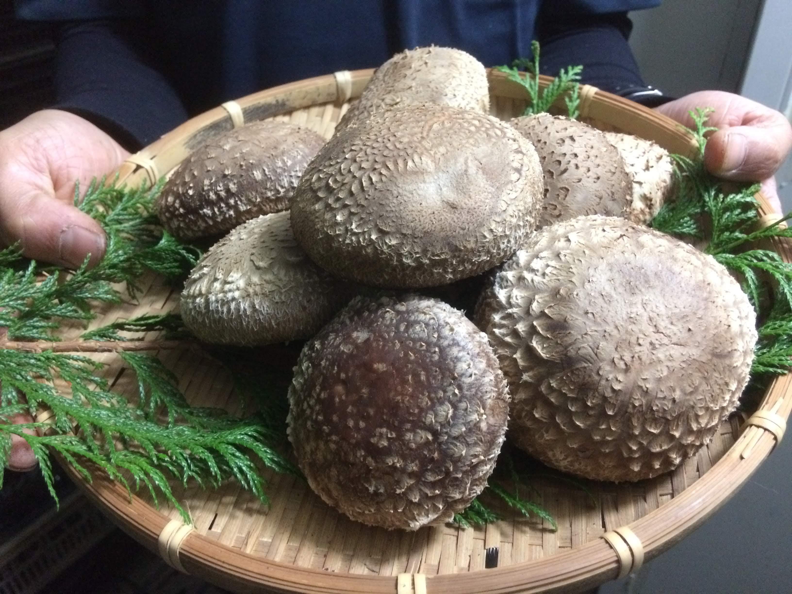 [厳選] 肉厚・原木生しいたけ 1.2kg｜しいたけ 椎茸 生しいたけ シイタケ きのこ 産地直送 矢板市産 栃木県産 国産