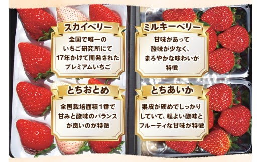 いちご4品種 食べ比べセット 1,920g （とちあいか・とちおとめ・ミルキーベリー・ スカイベリー） 《1月～4月の期間で発送》 澳原いちご農園 | いちご 苺 イチゴ フルーツ 果物 産地直送 栃木県産 【12～4月の期間発送】1,920g 