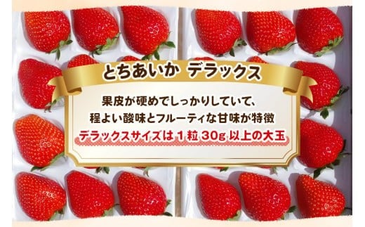【先行予約】完熟朝摘みとちあいか デラックス 800g 《1月中旬より順次出荷》 澳原いちご農園 | いちご 苺 フルーツ 果物 産地直送 