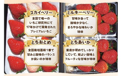 【3月以降発送】いちご4品種 食べ比べセット 960g（とちあいか・とちおとめ・ミルキーベリー・ スカイベリー） 澳原いちご農園 | いちご 苺 イチゴ フルーツ 果物 産地直送 栃木県産 【3月以降発送】960g 