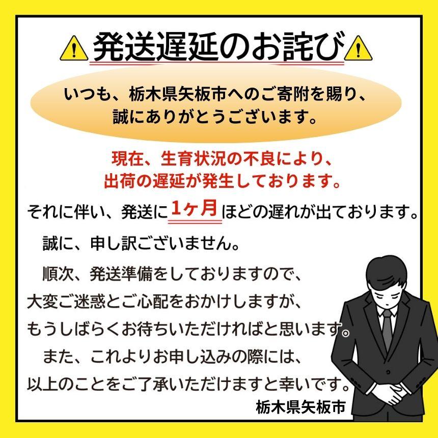 【先行予約】とろける美味しさ！完熟朝摘みスカイベリー！ 560g 澳原いちご農園 |  イチゴ 苺 果物 果実 スイーツ 産地直送 