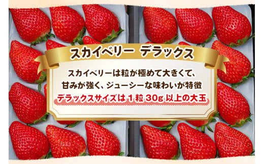 【先行予約】[数量限定] 年末年始にお届け！完熟朝摘みスカイベリー デラックス 800g 澳原いちご農園 | いちご 苺 イチゴ フルーツ 果物 産地直送 