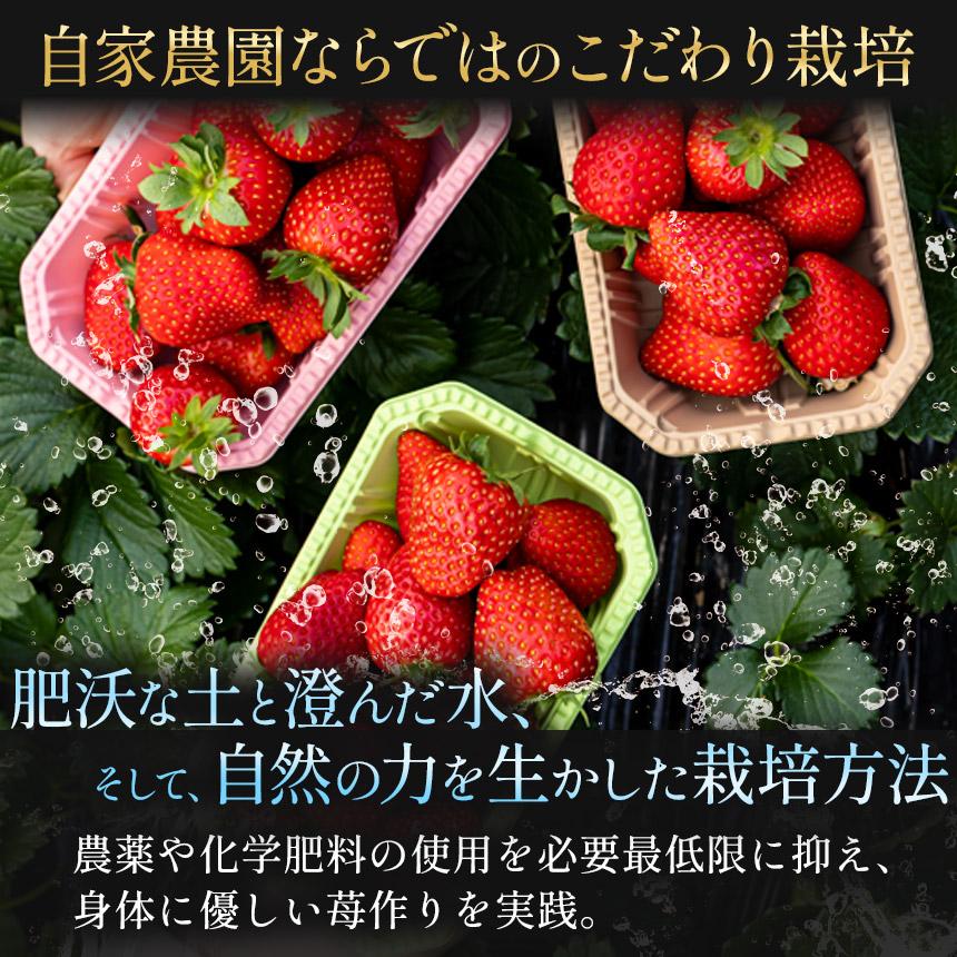 [3月以降発送] [期間限定] 栃木県産 いちご ロイヤルクイーン12～15粒 先行予約 選べる発送月｜栃木県産 矢板市産 フルーツ スイーツ デザート 果物 果実 産地直送 栃木県 矢板市  【3月以降発送】単品 |  14,000円