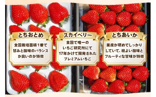 【3月以降発送】いちごの贅沢！栃木の3品種食べ比べセット 960g 澳原いちご農園  | いちご 苺 イチゴ フルーツ 果物 産地直送 栃木県産 【3月以降発送】960g 