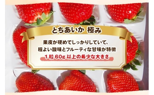【先行予約】[数量限定] 完熟朝摘みとちあいか 極み 12粒《1月初旬から2月初旬に順次発送》 澳原いちご農園 | いちご イチゴ 苺 フルーツ とちあいか 果物 産地直送 栃木県産 
