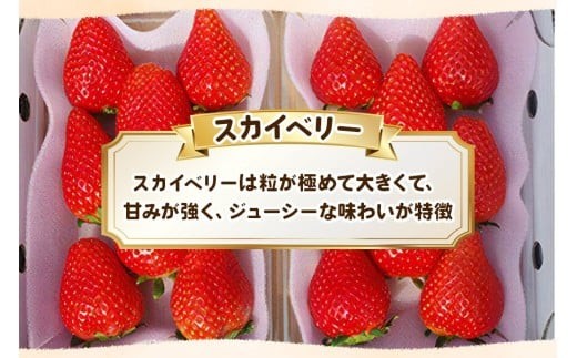 訳あり粒不揃い スカイベリー 1,120g (280g×4P) 《1月上旬～4月の期間で発送》 澳原いちご農園 | いちご 苺 イチゴ フルーツ 果物 産地直送 栃木県産 【1月～4月の期間で発送】280g×4
