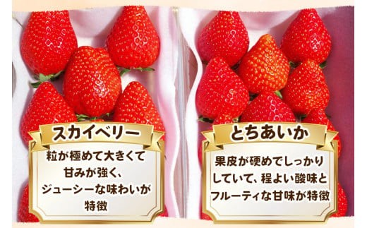【3月以降発送】大粒スカイベリー＆新品種とちあいか 食べ比べセット 560g 澳原いちご農園  | いちご 苺 イチゴ フルーツ 果物 産地直送 栃木県産 【3月以降発送】560g