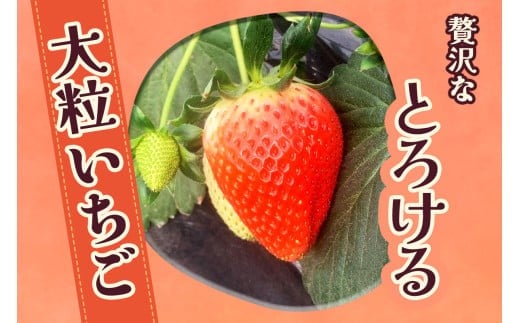 [2026年1月より順次発送予定]朝採りスカイベリー 600g (300g×2パック)｜いちご イチゴ 苺 フルーツ 果物 産地直送 矢板市産 栃木県産 先行予約