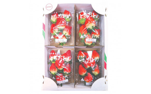 [先行予約][2026年12月中旬より順次発送予定・いちごの定番] とちおとめ1200g｜いちご イチゴ 苺 フルーツ 果物 産地直送 栃木県産 矢板市産 先行予約 栃木県 矢板市