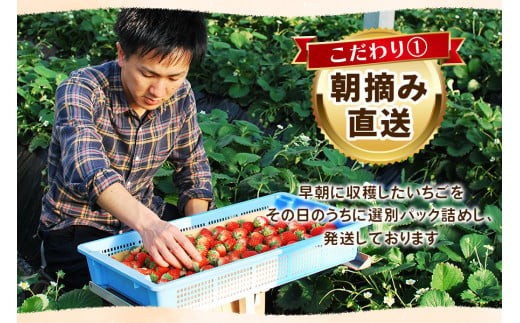 【1月以降発送】スカイベリー×とちおとめ 食べ比べセット 560g 澳原いちご農園  | いちご 苺 イチゴ フルーツ 果物 産地直送 栃木県産 【1月以降発送】560g | 10,000円