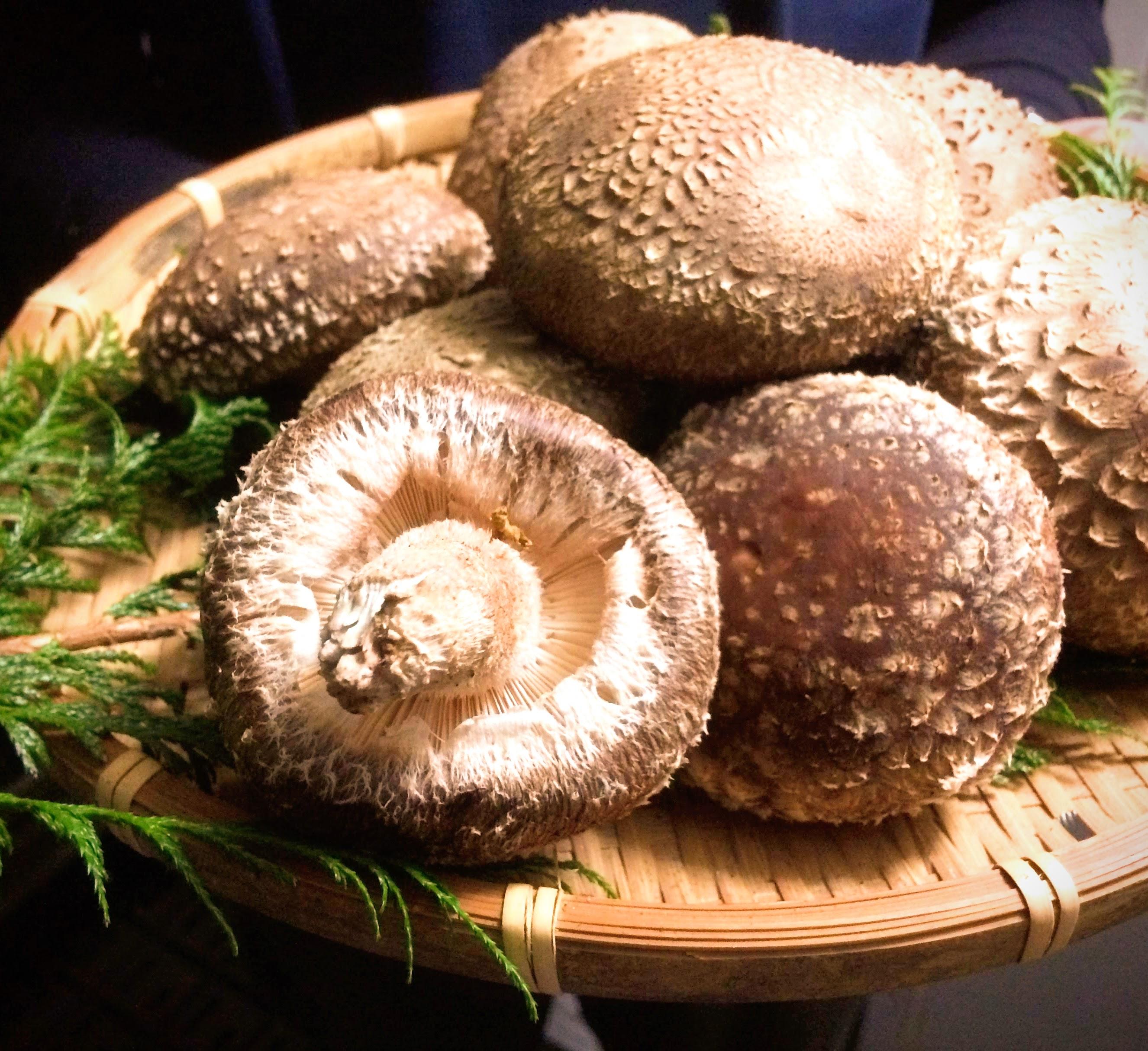 [厳選] 肉厚・原木生しいたけ 1.2kg｜しいたけ 椎茸 生しいたけ シイタケ きのこ 産地直送 矢板市産 栃木県産 国産