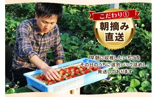 訳あり粒不揃い スカイベリー 1,680g (280g×6P) 《1月上旬～4月の期間で発送》 澳原いちご農園 | いちご 苺 イチゴ フルーツ 果物 産地直送 栃木県産 【1月～4月の期間で発送】280g×6