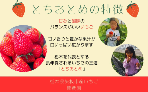 とちおとめ 1120g [2025年12月初旬より順次発送予定] 朝獲れ新鮮 秘密にしたい美味しさ｜いちご イチゴ 苺 フルーツ 果物 産地直送 先行予約 栃木県産 