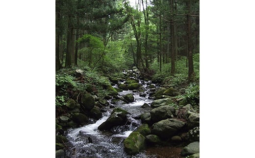 【定期便12回】「プレミアムヤシオマス」の味噌漬 2切入×10パック  [ 冷凍便 ] | 魚 ます 養殖 産地直送 栃木県 (毎月お届け） 【定期12回】味噌漬 2切入×10P