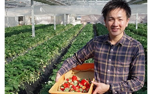 [先行予約] [4ヶ月連続定期便] とちおとめ定期便 (毎月お届け 計4回) 澳原いちご農園 | いちご イチゴ 苺 とちおとめ フルーツ 果物 産地直送 栃木県産 期間限定 数量限定