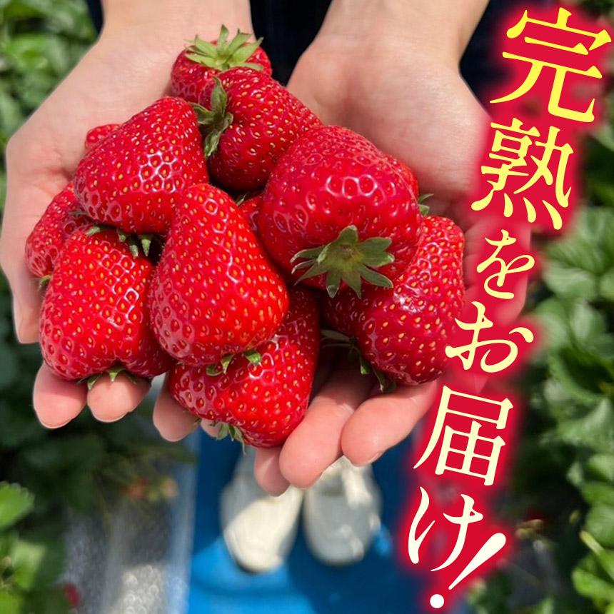 [2月以降発送] [期間限定] 栃木県産 いちご ロイヤルクイーン12～15粒 先行予約 選べる発送月｜栃木県産 矢板市産 フルーツ スイーツ デザート 果物 果実 産地直送 栃木県 矢板市 【2月以降発送】単品 |  14,000円