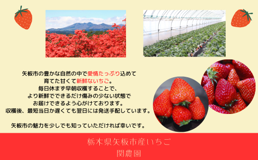 大粒とちあいか280g×4パック朝摘み新鮮｜いちご イチゴ 苺 フルーツ 果物 産地直送 とちあいか 矢板市産 栃木県産 関農園 