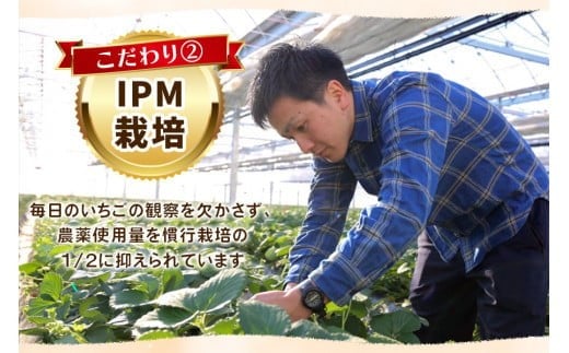 【先行予約】完熟朝摘みスカイベリー デラックス 800g 澳原いちご農園 | イチゴ 苺 果物 果実 スイーツ 産地直送 