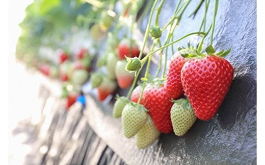 [先行予約] [4ヶ月連続定期便] とちおとめ定期便 (毎月お届け 計4回) 澳原いちご農園 | いちご イチゴ 苺 とちおとめ フルーツ 果物 産地直送 栃木県産 期間限定 数量限定