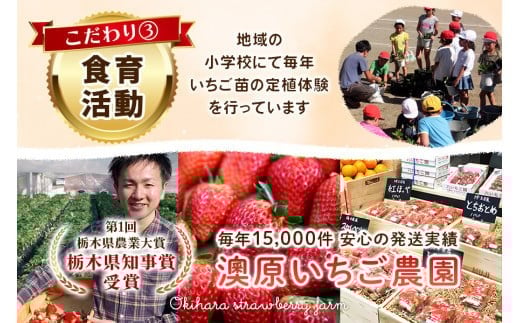 大粒スカイベリー 白いちごミルキーベリー 食べ比べセット 560g《12月中旬～2月の期間で発送》 澳原いちご農園 | いちご 苺 イチゴ フルーツ 果物 産地直送 栃木県産 560g | 10,000円