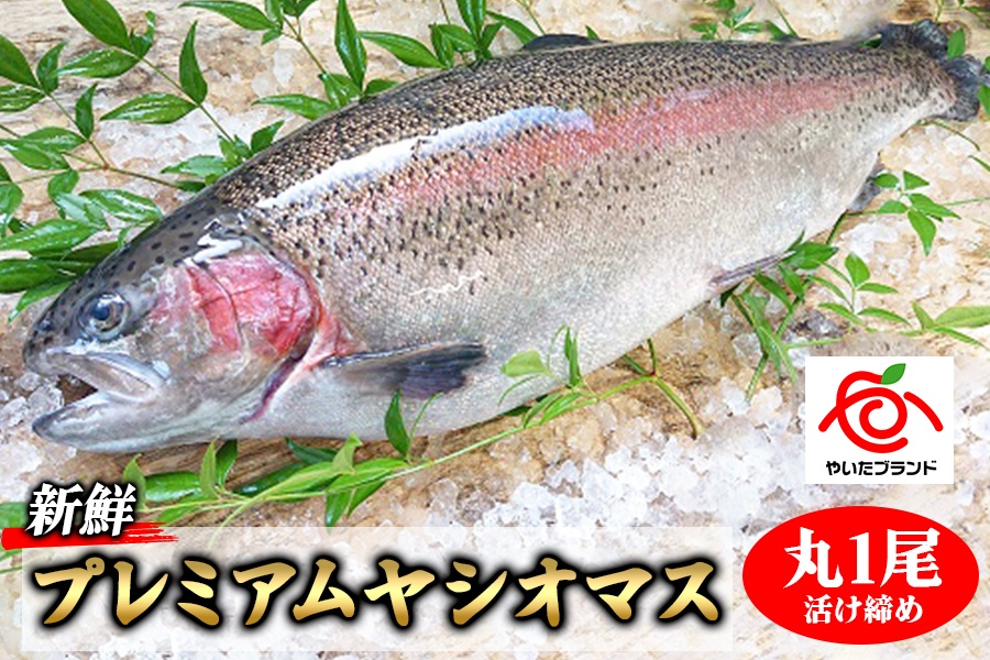 栃木県のブランド魚「プレミアムヤシオマス」丸1尾 新鮮 活け締め｜鮮魚 鱒 国産 産地直送  [0355]