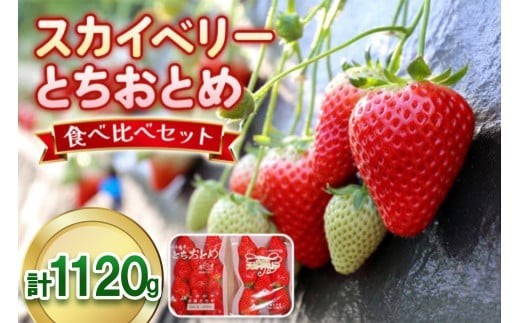 大粒スカイベリー＆新品種とちあいか 食べ比べセット 1,120g (560g×2)《12月中旬～4月の期間で発送》 澳原いちご農園  | いちご 苺 イチゴ フルーツ 果物 産地直送 栃木県産 【12～4月の期間で発送】1,120g 