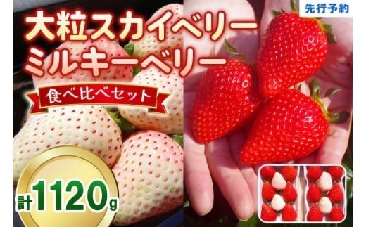 大粒スカイベリー 白いちごミルキーベリー 食べ比べセット 1,120g (560g×2)《12月中旬～2月の期間で発送》 澳原いちご農園 | いちご 苺 イチゴ フルーツ 果物 産地直送 栃木県産 1,120g | 20,000円